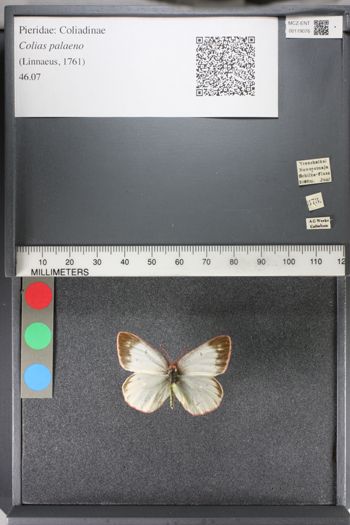 Media type: image;   Entomology 119076
